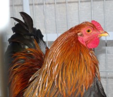 Tierischer Start in das Wochenende – Polizei rettet Huhn in Wiesloch