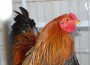 Tierischer Start in das Wochenende – Polizei rettet Huhn in Wiesloch