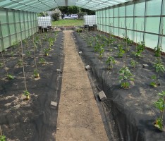 Nusslochs „schärfste Ecke“ entsteht: Nur noch ca. 6 Wochen…