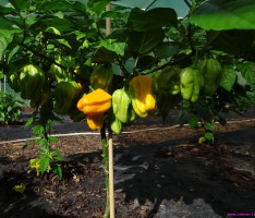 Neues von Nußlochs „schärfster Ecke“: Ernte leidet bisher unter schlechtem Wetter