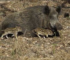 Achtung, Drückjagd am Samstag in Nußloch und Umgebung