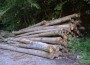 Brennholz aus dem Gemeindewald Nußloch