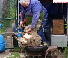 Gnadenhof Nußloch: Das „Glück im Schafspelz“ wurde frisch geschoren