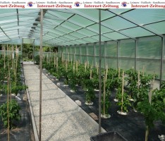 „Trinidad Moruga Scorpion“? Die schärfste Schote des schärfsten Ecks!