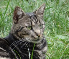 Nußloch: „Geköpfte“ Katze vermutlich Raubvogelopfer