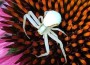 Spinnenalarm – Teil 2 – diesmal Nussloch