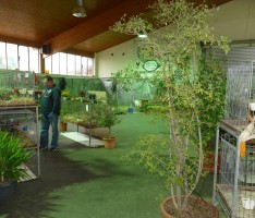 Nusslocher Kleintierzüchter erweiterten Ausstellung um Fasanen, Enten und Ziegen