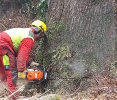 Nußlocher Friedenslinde am Tiefen Weg musste gefällt werden
