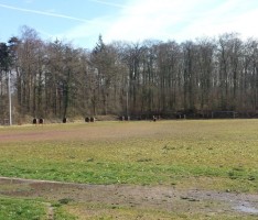 Nußloch will Waldkindergarten am Waldsportplatz gründen