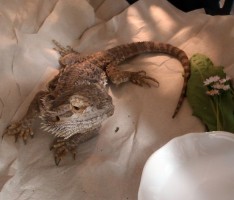 Echse von Spaziergänger in Nußloch aufgefunden; Eigentümer gesucht