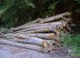 Bestellung zur Abgabe von Brennholz aus dem Gemeindewald Nußloch