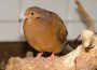 Nußloch: Taubenverschläge aufgebrochen und 13 Tauben gestohlen