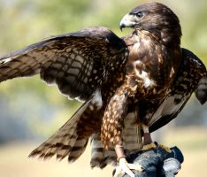 Helm auf im Nußlocher Gemeindewald: </br>Bussard-Elternvögel greifen Spaziergänger an