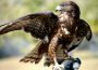 Helm auf im Nußlocher Gemeindewald: </br>Bussard-Elternvögel greifen Spaziergänger an