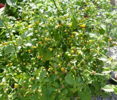 Die teuerste Chili der Welt in Nußlochs schärfstem Eck: Aji Charapita für 25.000 €/kg
