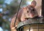 Zunehmende Rattenplage in Nußloch