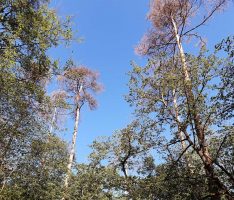 Aus dem Nußlocher Gemeindewald: KIimawandel hat Wälder fest im Griff