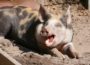 Die Afrikanische Schweinepest rückt immer näher – Viruskrankheit für Menschen ungefährlich
