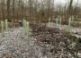Veränderungen im Nußlocher Gemeindewald – </br>3000 neue Bäume gepflanzt