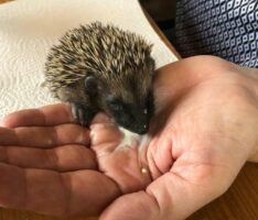 Aufgepäppelt, ausgeschlafen, ausgewildert – Vier Igel-Findlinge jetzt groß genug