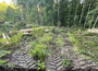 „Waldvision Nußloch“ kritisiert Leitbild „Naturnaher, klimastabiler Wald“