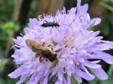 Studie 1.000 Arten im Garten – wie kleine Hausgärten zur Artenvielfalt beitragen