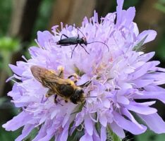 Jetzt ist Pflanzzeit: Heimische Wildstauden für Ihren Garten