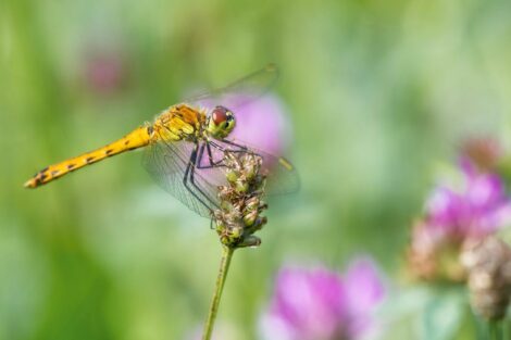 Heim für Insekten und Kleintiere: Ein Naturgarten schafft neue Lebensräume