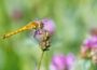 Einladung für Insekten und Kleintiere: Schaffung neuer Lebensräume im Naturgarten
