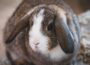 Faszinierende Vielfalt der Kaninchenzucht bei der 13. Badischen Landesclubschau