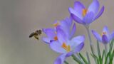 Frühlingserwachen: Gemeinde-Gärtnerei setzt auf Blumenzwiebeln für Bienen und Hummeln!