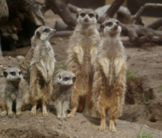Oma-Opa-Enkeltour im Heidelberger Zoo