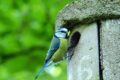 Nistkästen im Garten: Warum sie für Wildvögel so wichtig sind