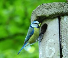 Nistkästen im Garten: Warum sie für Wildvögel so wichtig sind