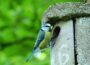 Nistkästen im Garten: Warum sie für Wildvögel so wichtig sind