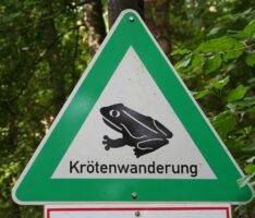 Krötenkarneval auf der Straße: Warum sich Autofahrer im Schneckentempo bewegen sollte
