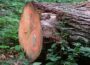Wertvoller Wald: Einblick in die Welt der Wertholzsubmission am 24. Februar