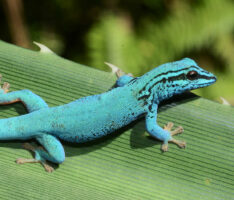 Der Gecko wird Zootier des Jahres