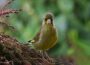 Frühlingsbote gesichtet: Der erste Grünfink des Jahres in Nußloch entdeckt!