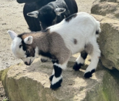Nachwuchs bei Zwergziegen, Brillenschafen und Lux-Kaninchen im Zoo Heidelberg
