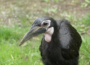 Nördliche Hornraben im Zoo Bauernhof – Hoffnung auf Nachwuchs bei gefährdeter Vogelart