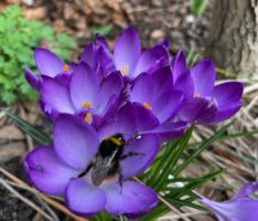 „Heimische Wildstauden im Garten“ erhältlich in der Buchhandlung Kempf