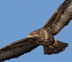 Das Forstamt informiert: Mögliche Bussard-Attacken im Nußlocher Gemeindewald