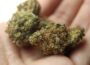 Cannabiskonsum für Erwachsene legal – Jungendliche sollen geschützt werden