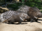 Stacheliger Nachwuchs im Zoo Heidelberg