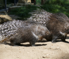 Stacheliger Nachwuchs im Zoo Heidelberg