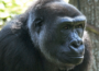 Heidelberger Gorillagruppe wieder komplett – Weibchen aus dem Zoo Münster eingetroffen