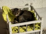 Tierheim-Alarm: Fundkatzen suchen ihre Besitzer