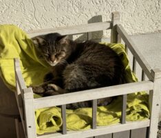 Tierheim-Alarm: Fundkatzen suchen ihre Besitzer