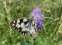 BUND-Ortsgruppe Sandhausen eröffnet Wanderausstellung „Lebensräume für Schmetterlinge“
